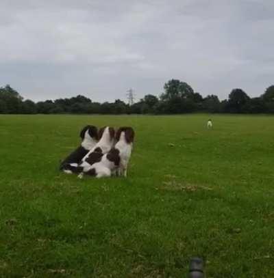 Professional fetch in the park