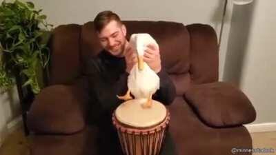 Duck percussionist going nuts!