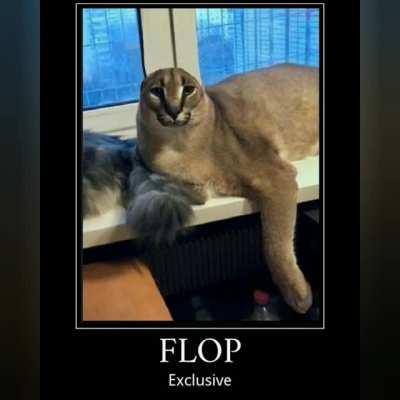 big floppa floppin  Cats, Wild cats, Big cats