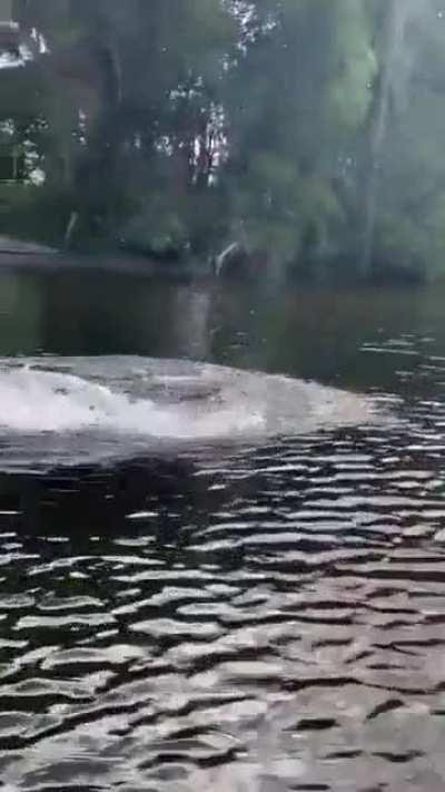 A massive Saltwater Crocodile racing alongside a boat in Australia