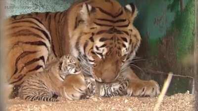 Tigress and her tiny cubs