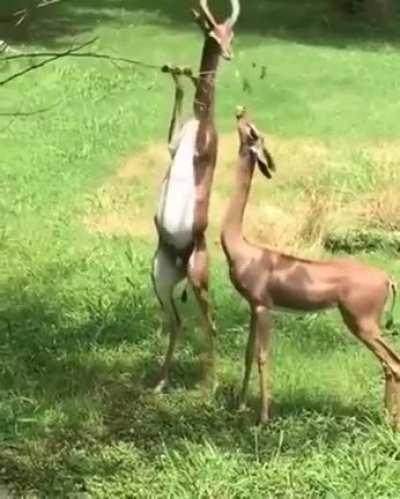 A Gerenuk couple out on a date. The Female picks out the branch she likes and male bends it to let the female feed.