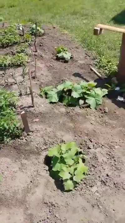 Ukrainian soldier proudly shows off his vege garden next to his trench