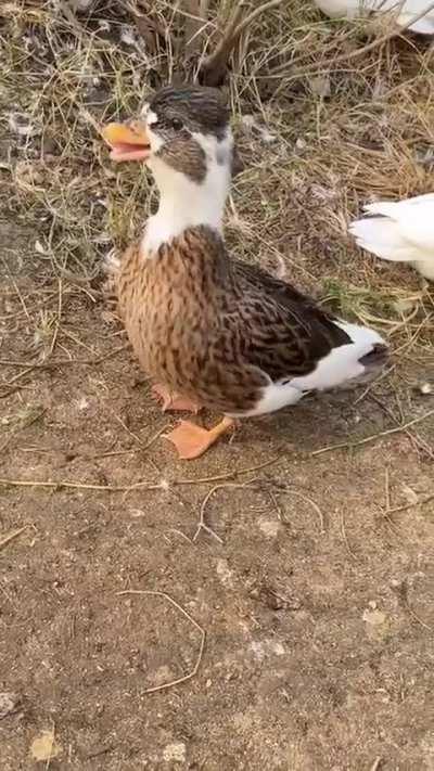 A pied call duck (smallest breed of the Anas platyrhynchos domesticus)