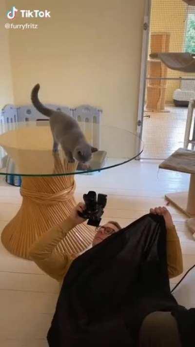 This cat photoshooting