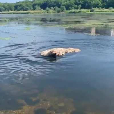 Swimming mop