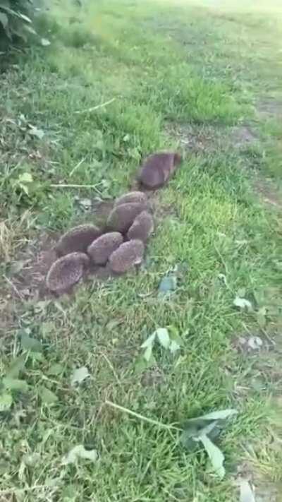 Mrs Hedgehog and the young'uns