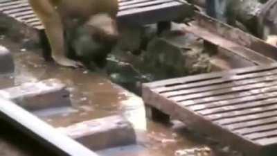 A monkey revives his electrocuted friend at a train station in India