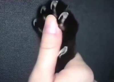 A cat’s retractable claws