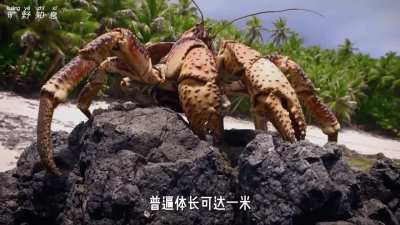 螃蟹🦀强国盛世之《我儿超甜》