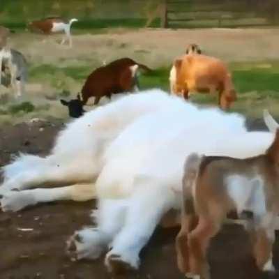 Pyrenees - Big Dog Boy