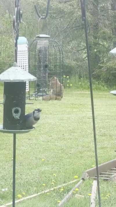 She has 5 feeders to choose from and prefers the “squirrel proof” one.