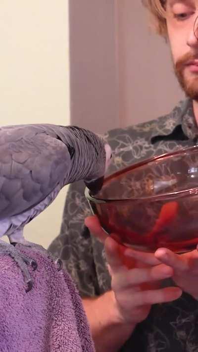 The intelligence of this African Grey Parrot