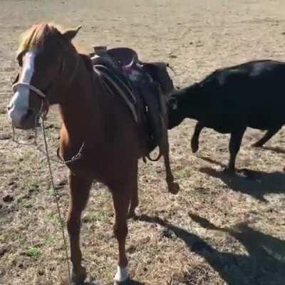 Horse defends his owner from angry mother cow, furious at their owner for tagging her baby calf