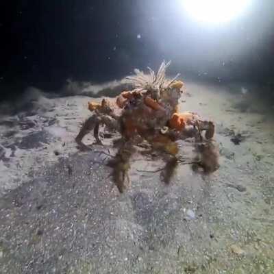 Decorator crab walking on the ocean floor