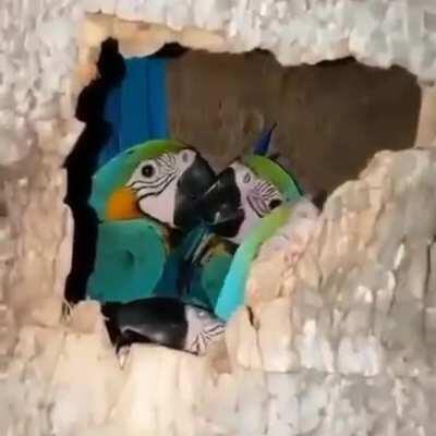 Parrot glory hole