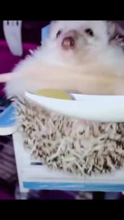 Hedgehog waking to the smell of food