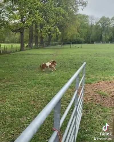 First time seeing grass at My Little Unicorn Rescue Centre