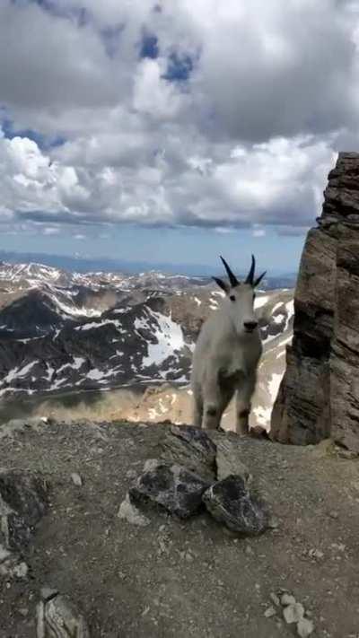 🔥 Mountain goat rules the mountain