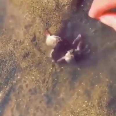 Crab Protects His Friend When An Annoying Human Tries Messing With Him