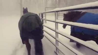 Letting the horses out in the snow.