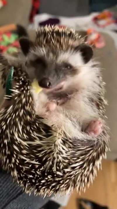 Picasso loves egg ❤️🦔