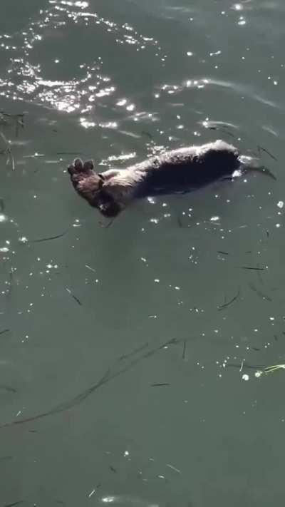 Mother otter puts her pup on her belly so they can nap together 🥺