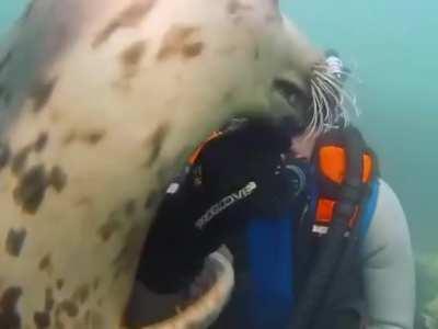 Cute seal hugging a scuba diver