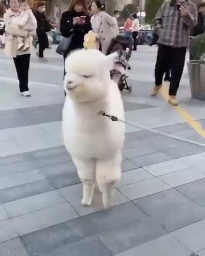 Just walking her alpaca