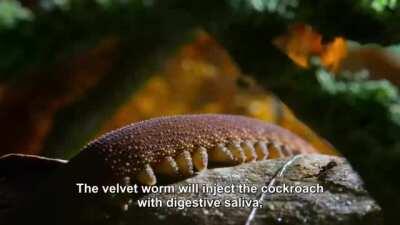 Velvet worms are 400-million-year-old caterpillars that have an unusually gooey way of subduing their prey.