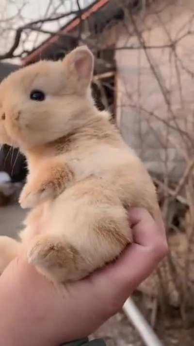 Baby bunny here to make you smile today