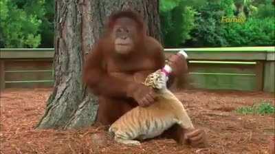 This orangutan taking care of tiger cubs.