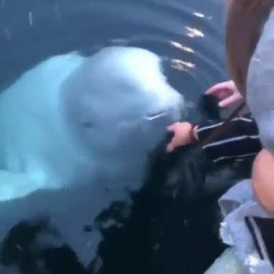 🔥 Beluga whale saves an iPhone from the sea in Norway