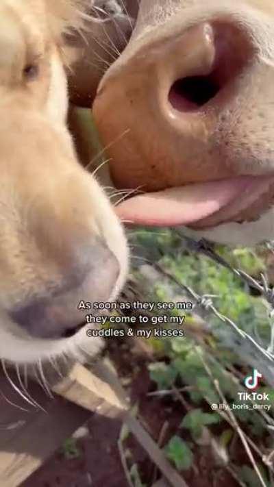 A Good Boy and His Cows