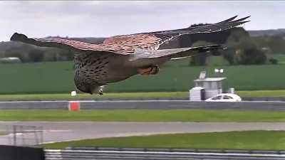 Falcon in Hunting Mode Unfazed by Strong Winds