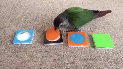 A smart bird matching the circles in the correct color