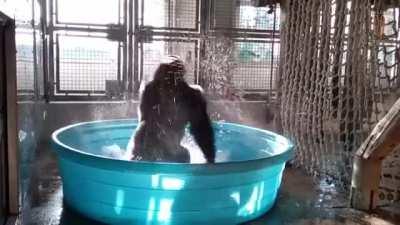 Zola the Gorilla, having the time of his life in the bathtub