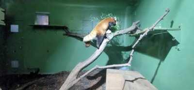 Red Panda at Assiniboine Park Zoo  in Winnipeg Manitoba 