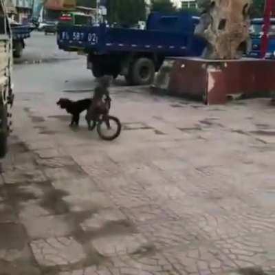 This Monkey Riding a Bicycle