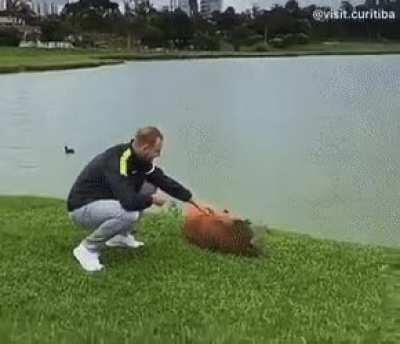 Capybaras are friend-shaped