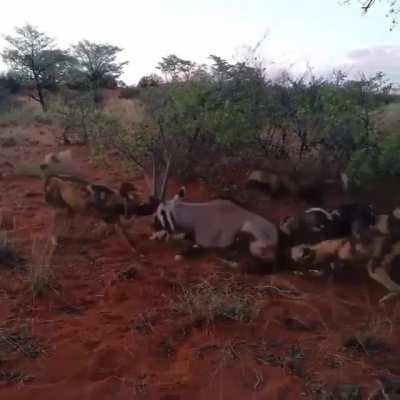 African wild dogs rips the intestines out of an Oryx's ass (Alive)