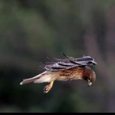 A Red Tailed Hawk's Head stabilization