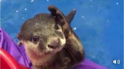 Otter teaches Human how to pet him.