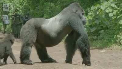 Silverback gorilla blocking traffic while his family crosses the road