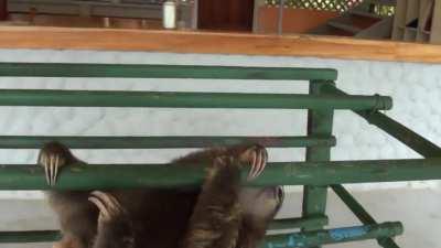 Baby sloth leans to climb