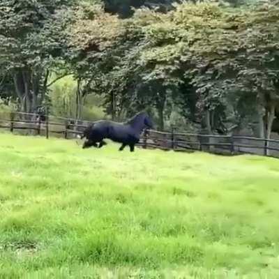 Horse and Doggo running mates