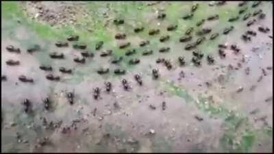 🔥 Truce between termites and ants with each side having their own line of guards.