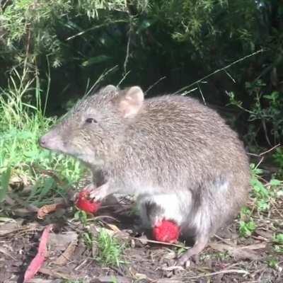 Potoroo with baby in pouch