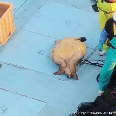 Japanese Fishermen in Taiji Caught Kicking and Abusing Endangered Turtle -- local authorities say they won't do anything, so hoping this gets some international attention.