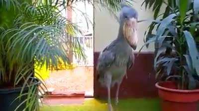 A Shoebill Clapping its Beak